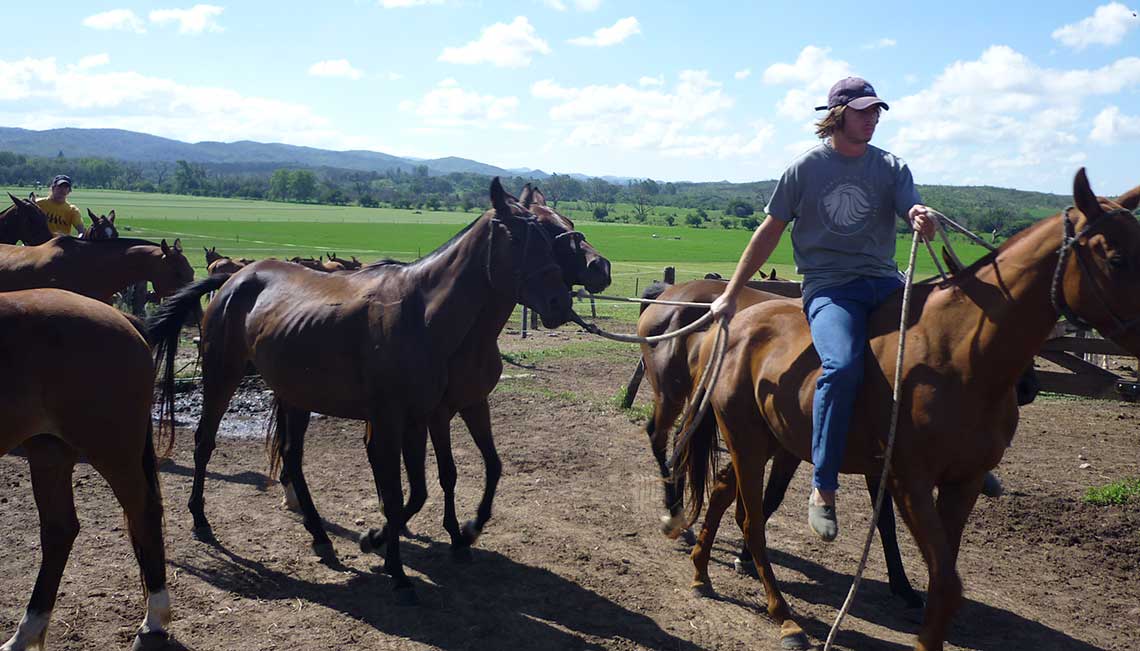 Moving the polo ponys