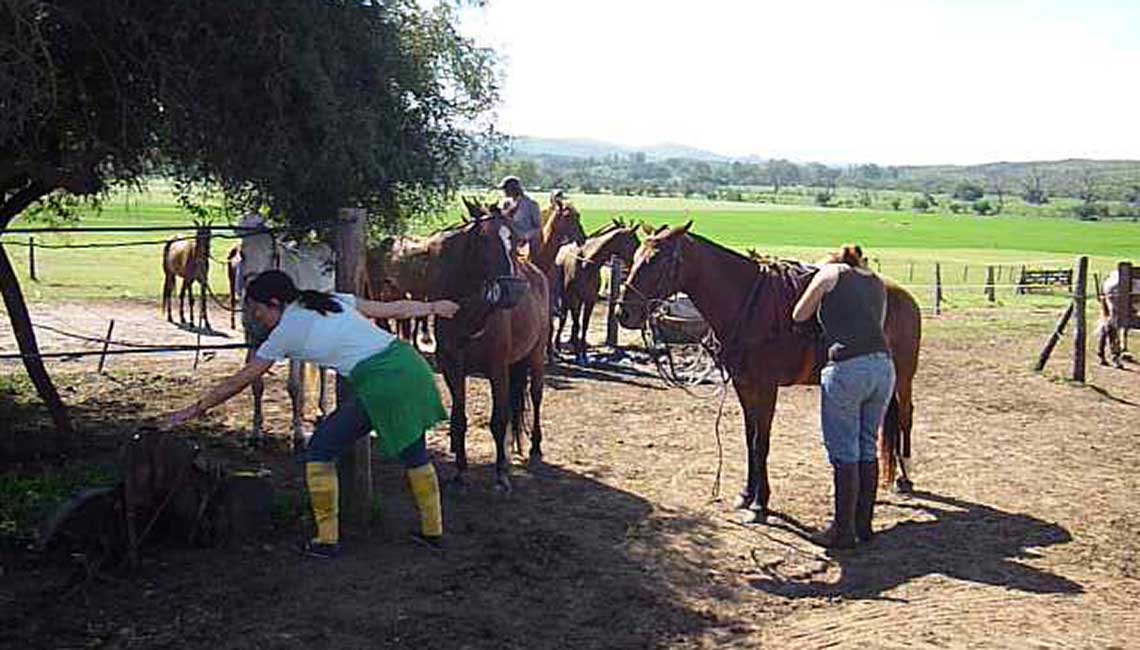 Grooming the polo horses