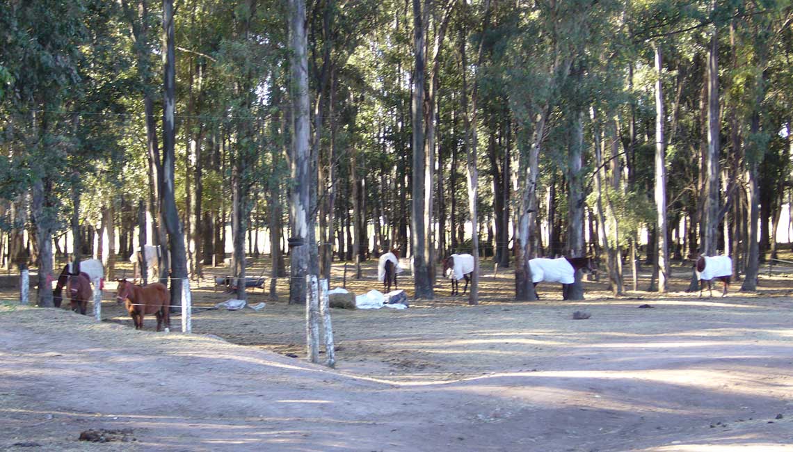 The horses are all year round outdoor