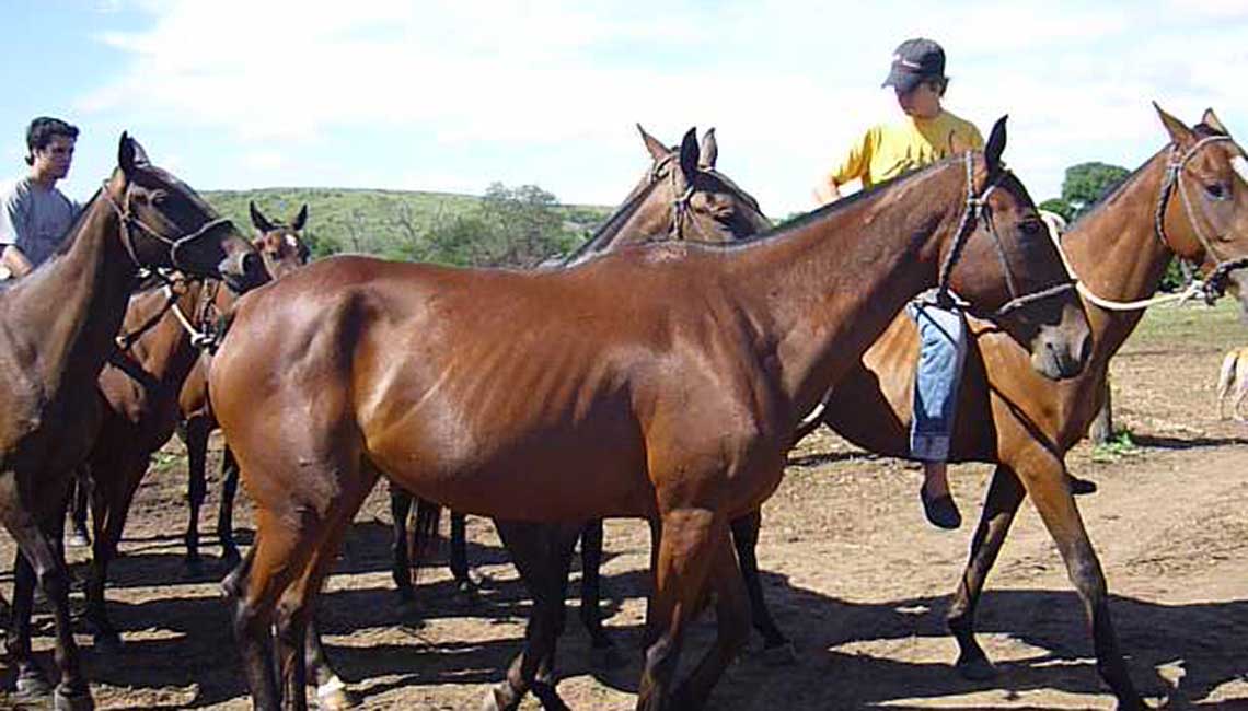 Daily work with polo horses