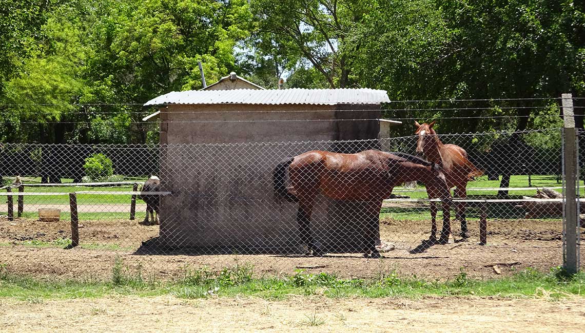 Horses at the riding club