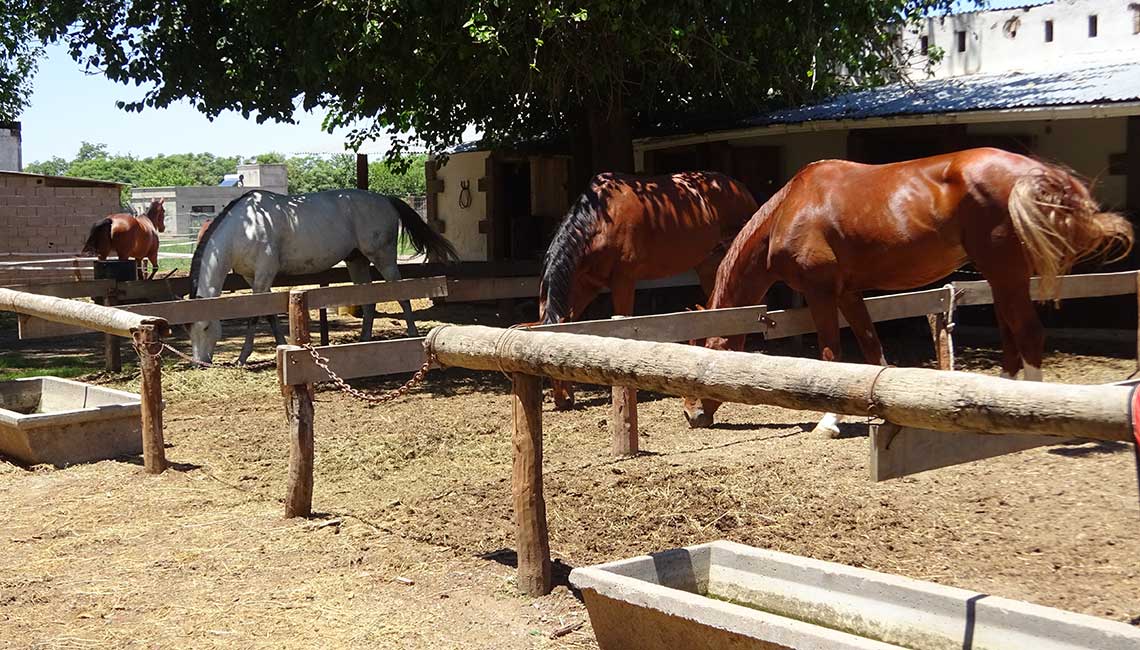 Horses at the Equestrian Club