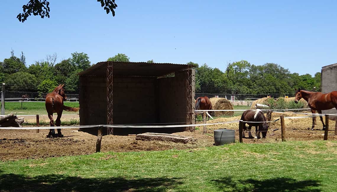 Help at a horse and riding club