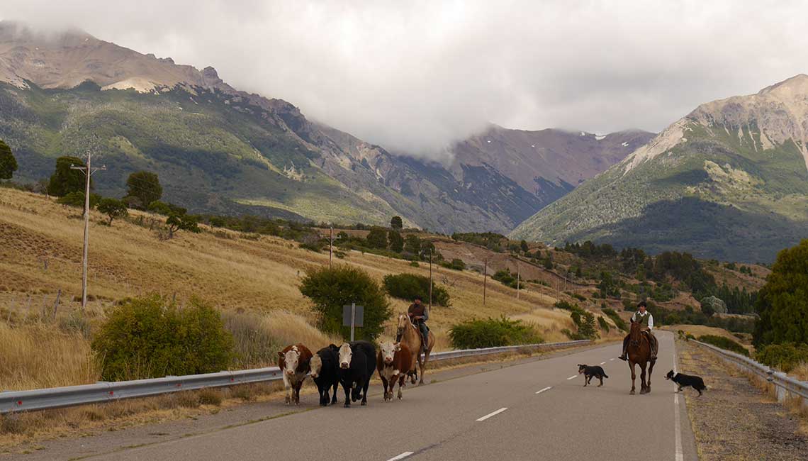 Patagonischer Viehtrieb