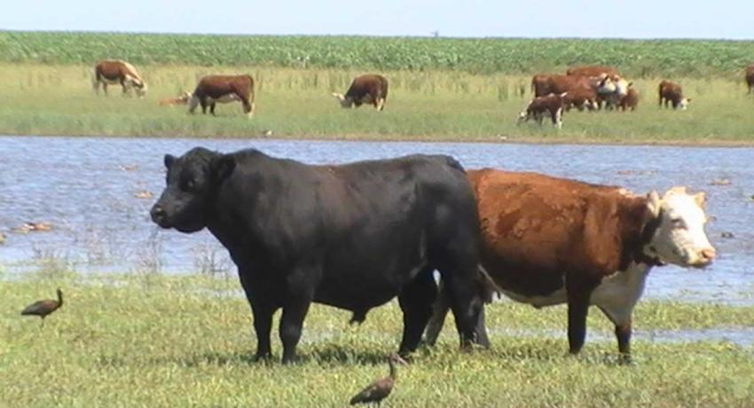 Cattle in Argentina