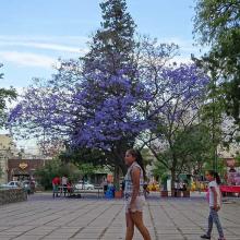 Jaracaranda tree