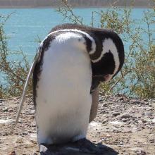 Pinguin