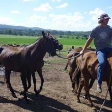 Moving the polo ponys