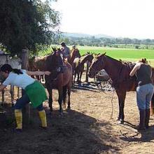 Grooming the polo horses