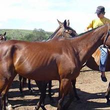 Daily work with polo horses