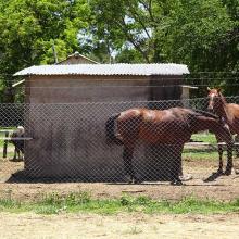 Horses at the riding club