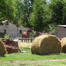 Hay