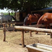 Horses at the Equestrian Club