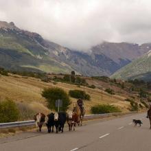 Patagonian cattle drive